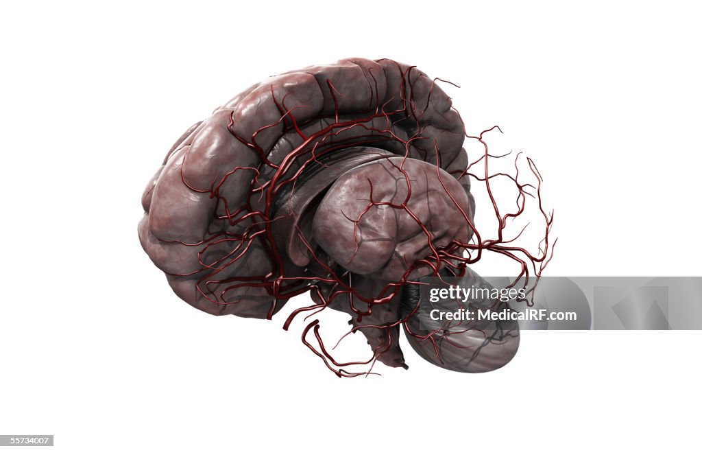 This image depicts a three quarter lateral view of the brain and main arterial vessels with the left hemisphere removed.