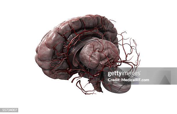 this image depicts a three quarter lateral view of the brain and main arterial vessels with the left hemisphere removed. - right cerebral hemisphere stock illustrations