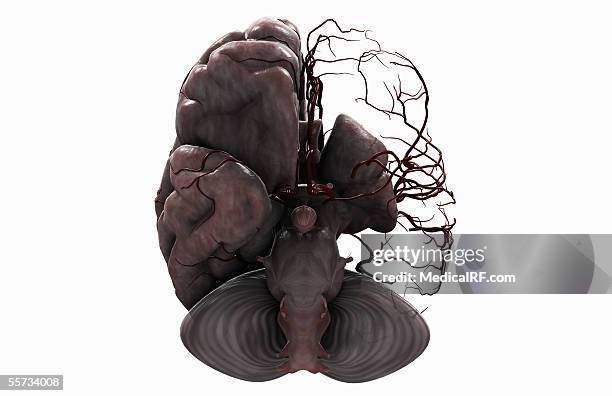 ilustraciones, imágenes clip art, dibujos animados e iconos de stock de this image depicts an inferior view of the brain and main arterial vessels with the left hemisphere removed. - left cerebral hemisphere