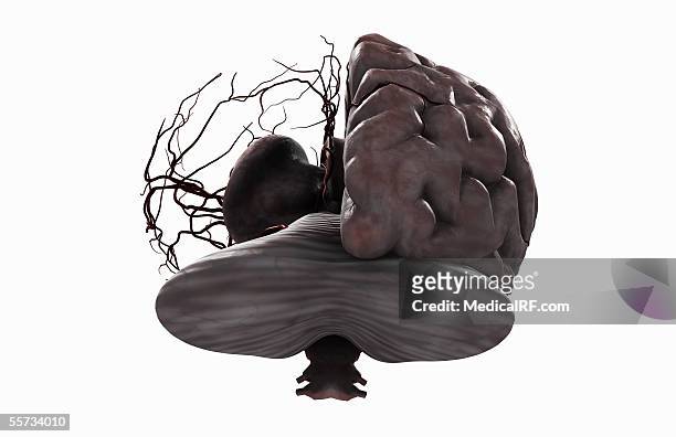 ilustraciones, imágenes clip art, dibujos animados e iconos de stock de this image depicts a posterior view of the main arterial vessels of the brain with the left hemisphere removed. - left cerebral hemisphere