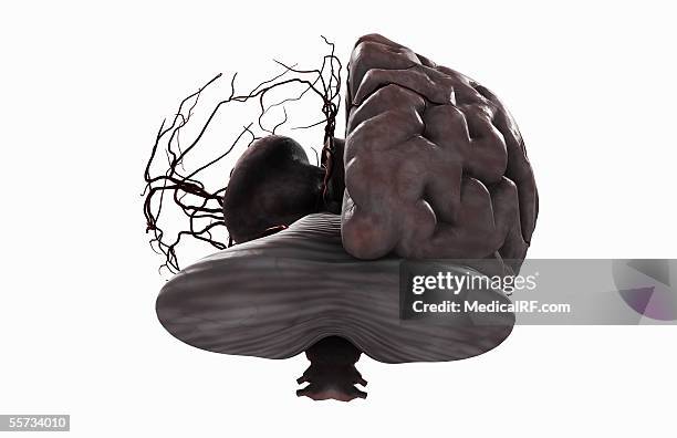 stockillustraties, clipart, cartoons en iconen met this image depicts a posterior view of the main arterial vessels of the brain with the left hemisphere removed. - right cerebral hemisphere