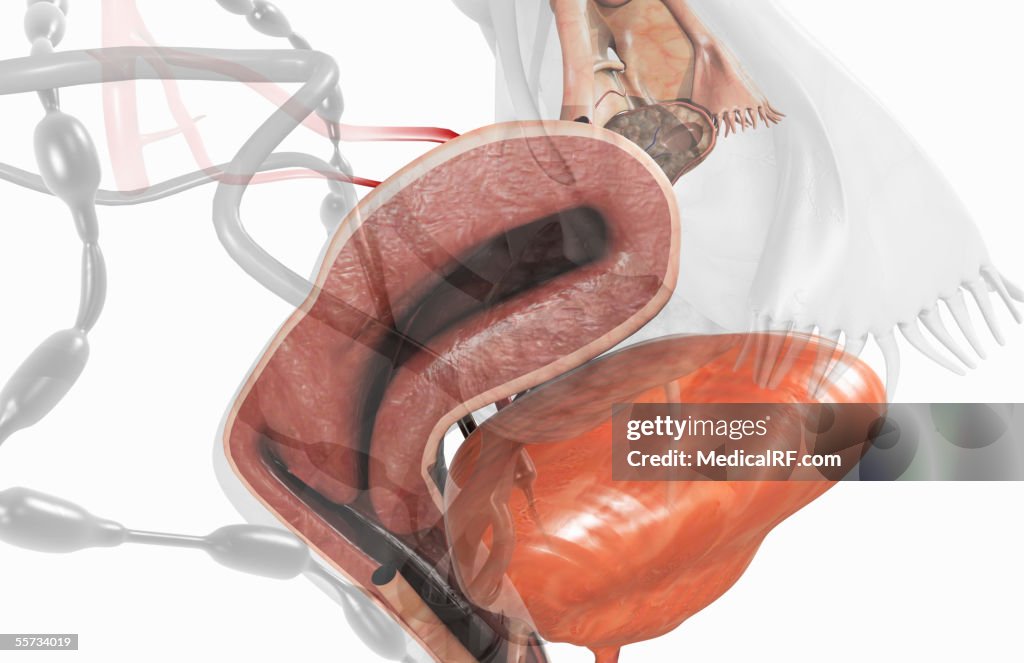This image depicts a midsagittal section of the uterus within the female reproductive system.