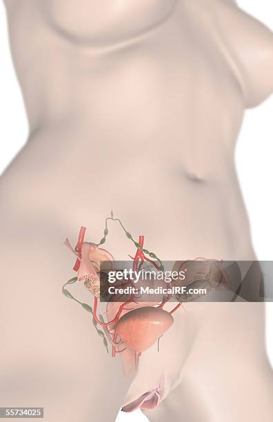 this image depicts a three quarter view of a female torso with the female reproductive organs visible. - intimzone stock-grafiken, -clipart, -cartoons und -symbole
