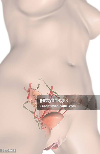 this image depicts a three quarter view of a female torso with the female reproductive organs visible. - schamlippen stock-grafiken, -clipart, -cartoons und -symbole