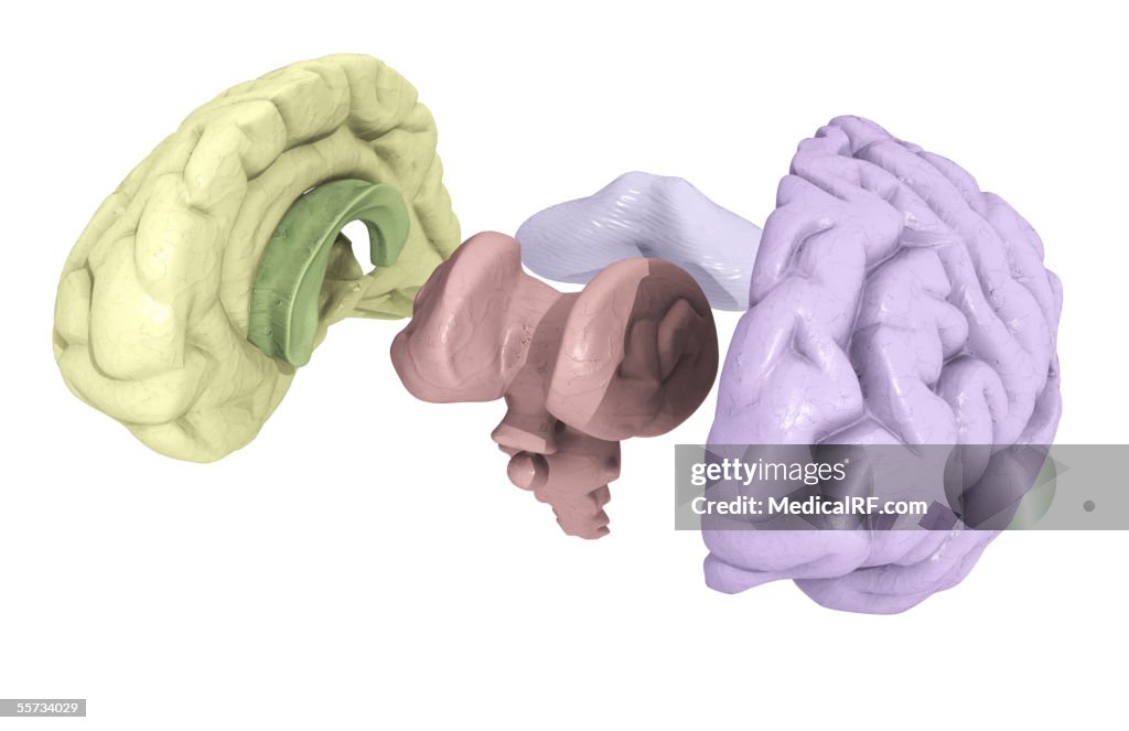 This image depicts the brain in an exploded view.