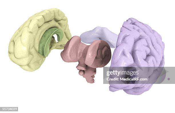 this image depicts the brain in an exploded view. - diencephalon stock illustrations