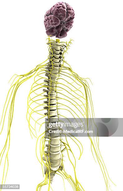 ilustraciones, imágenes clip art, dibujos animados e iconos de stock de this image depicts the vertebral column, brain and central nervous system. - zona lumbosacra