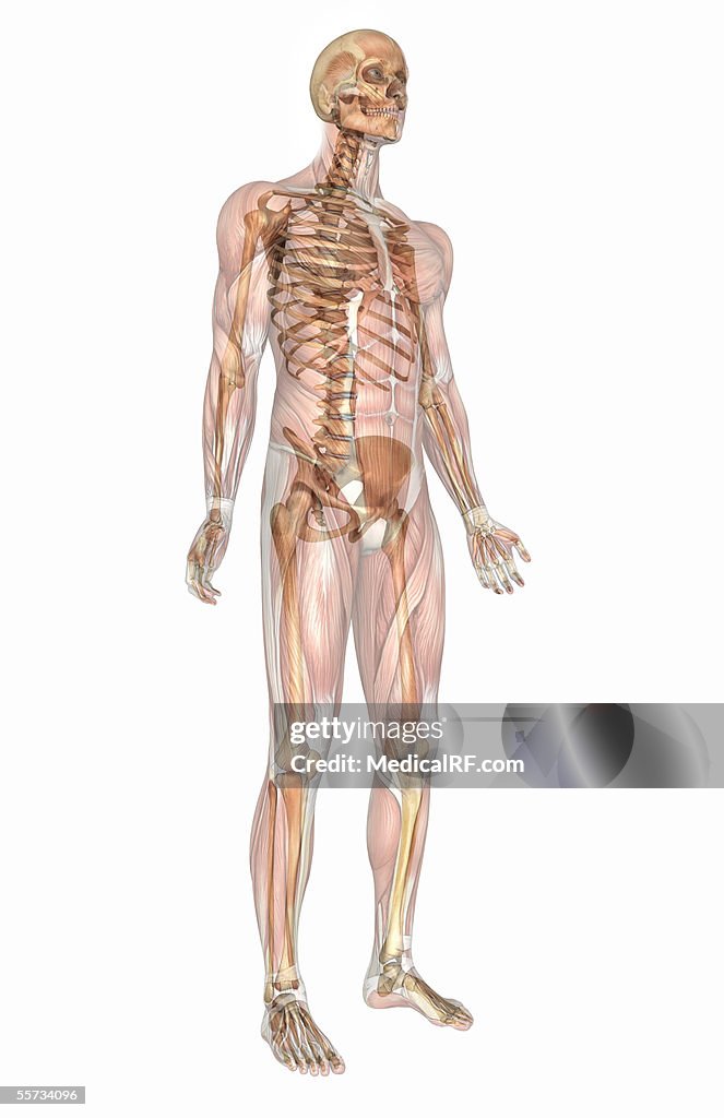 Three quarter anterior view of the human skeleton within a male body, with faded musculature.