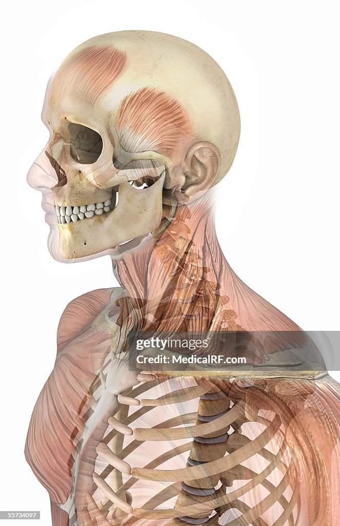 Lateral view of the human skeleton within a male head and thorax, with faded musculature.