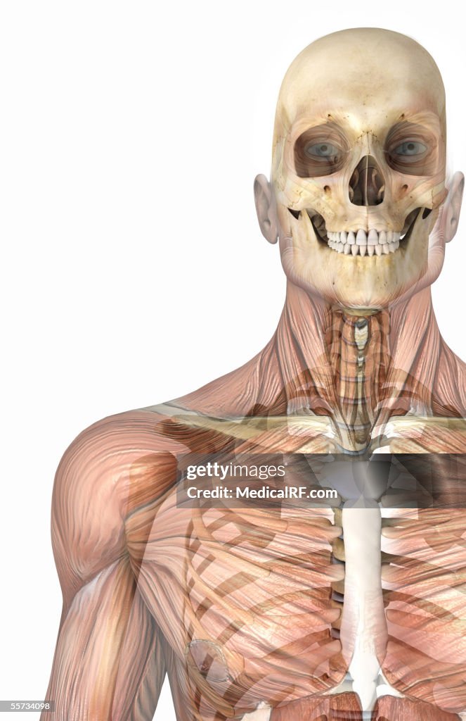 Anterior view of the human skeleton within a male head and thorax, with faded musculature.