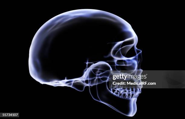 this image depicts a lateral view of the skull in an x-ray style. - frontal bone stock illustrations