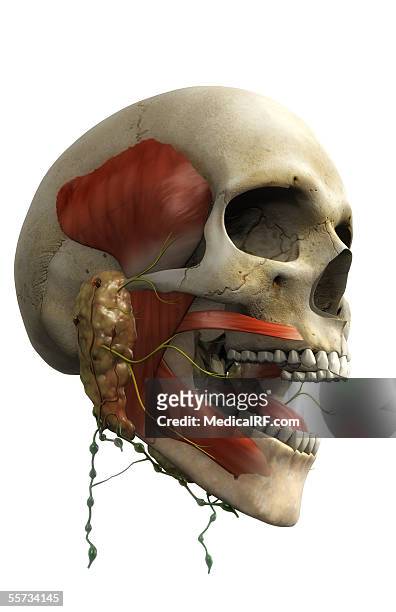 bildbanksillustrationer, clip art samt tecknat material och ikoner med this image depicts a lateral view of a male skull with the salivary glands and tongue in view. - spottkörtel