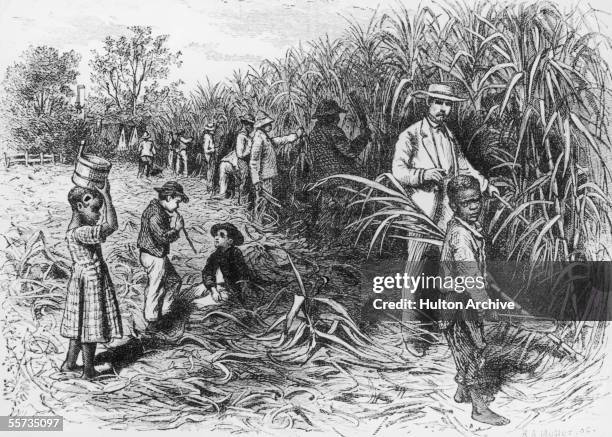 Black labourers working on a sugar plantation in the West Indies, circa 1900. Some of the workers are children, harvesting under the watchful eye of...