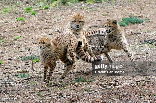 Rambunctious Photos and Premium High Res Pictures - Getty Images