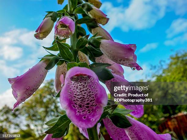 foxglove - digitalis alba stock pictures, royalty-free photos & images