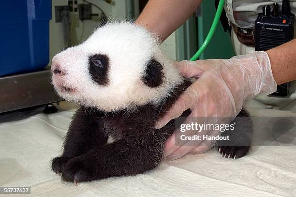 The San Diego Zoo?s 7-week-old giant panda cub gets examined by veterinarians on September 21, 2005 in San Diego, California. The female cub?s left...