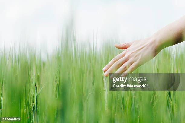 woman's hand touching green wheat ears - green spiky plant stock pictures, royalty-free photos & images