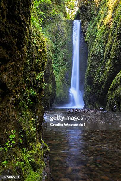 usa, oregon, multnomah county, columbia river gorge, lower oneonta falls - oneonta gorge bildbanksfoton och bilder