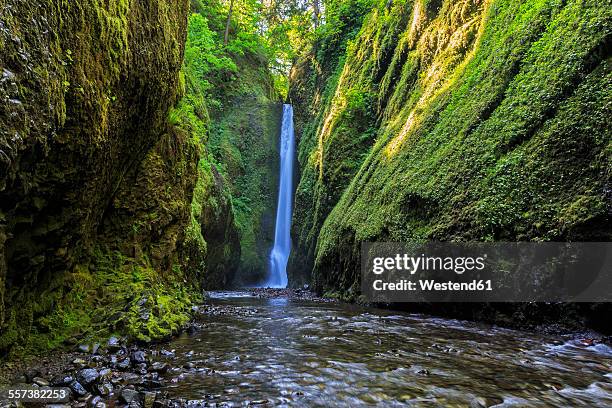 usa, oregon, multnomah county, columbia river gorge, lower oneonta falls - oneonta gorge stock pictures, royalty-free photos & images