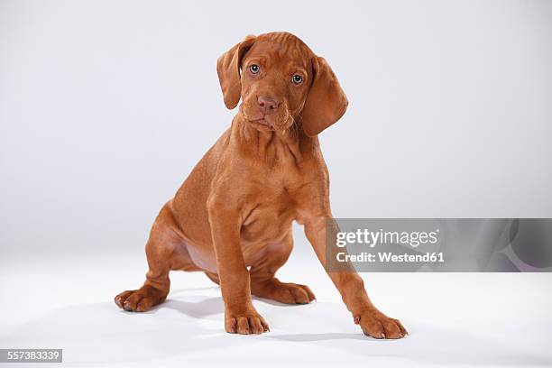 magyar vizsla, hungarian short-haired pointing dog, puppy - vizsla fotografías e imágenes de stock