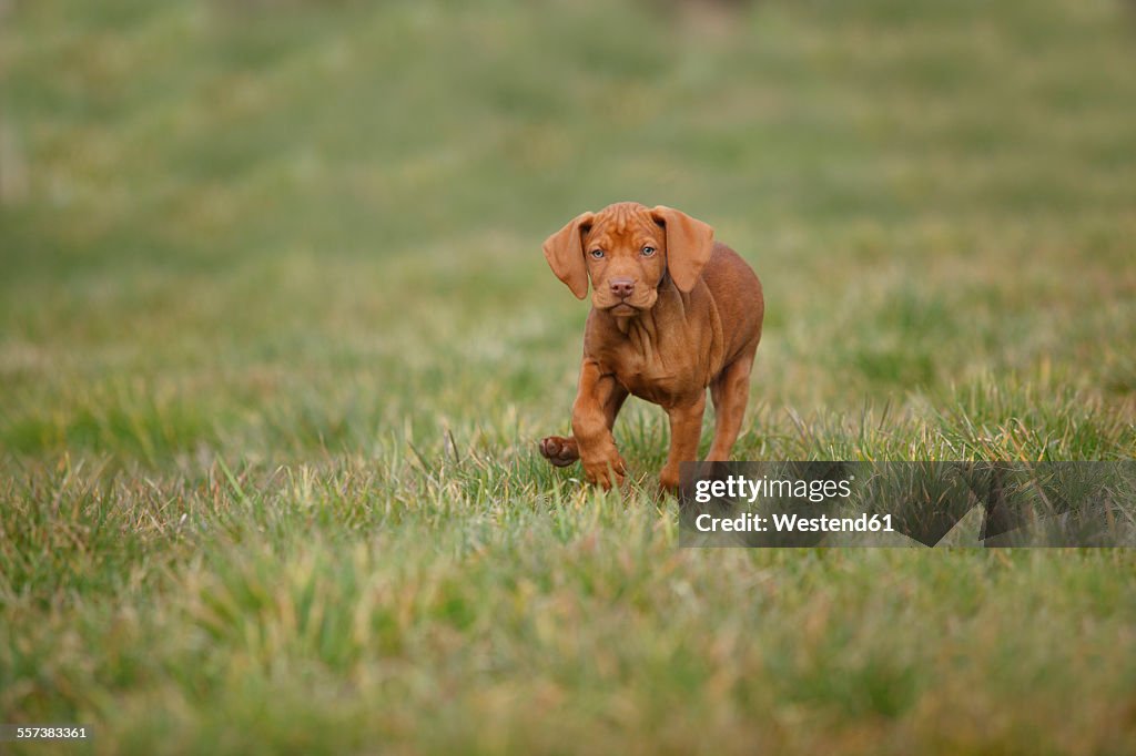 Magyar Vizsla, Hungarian Short-Haired Pointing Dog, puppy, running on meadow