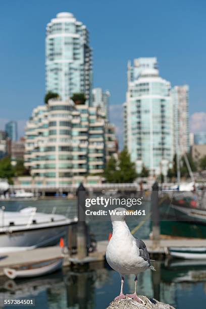 canada, british columbia, vancouver, seagull in front of district yaletown - yaletown stock pictures, royalty-free photos & images