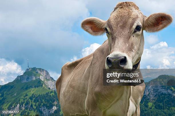 switzerland, canton of appenzell innerrhoden, cow with bell, hoher kasten in the background - cowbell stock pictures, royalty-free photos & images