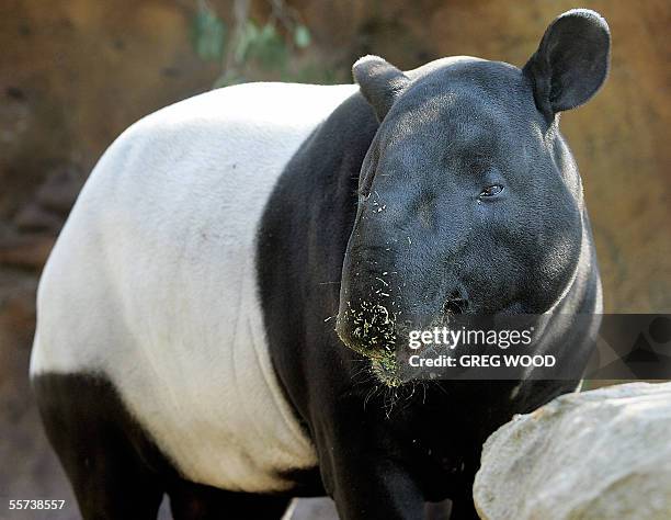 Malayan Tapir feeds in its enclosure at the new Wild Asia exhibit at Sydney's Taronga Zoo, 22 September 2005. The new Wild Asia mega-exhibit is home...