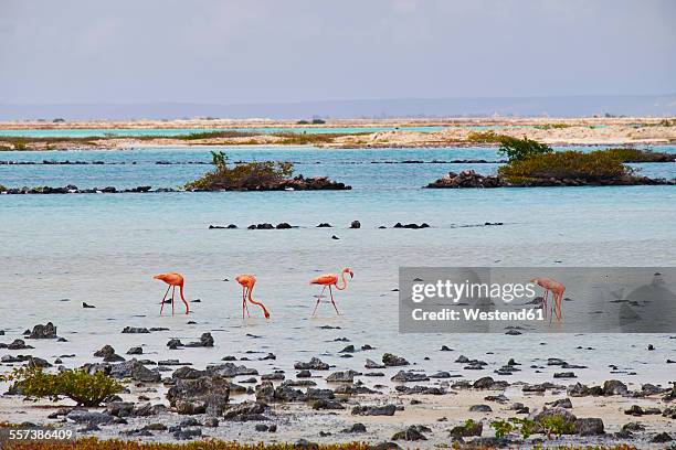 caribbean, netherlands antilles, bonaire, flamingos in water - bonaire stockfoto's en -beelden