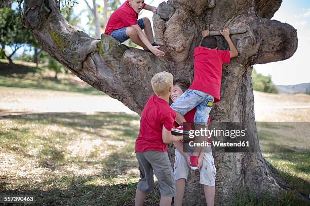 south africa,boys on field trip climbing tree - dar uma ajuda imagens e fotografias de stock