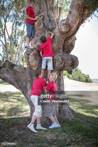 south africa,boys on field trip climbing tree - dar uma ajuda imagens e fotografias de stock