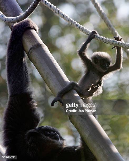 Newborn Silvery Gibbon "Flip" and his mother "Pangrango" sit on a tree on September 23, 2005 in the Zoo Hellabrunn in Munich, Germany. Flip was born...