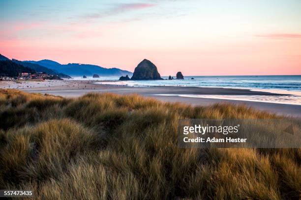 tall grass under sunset sky on cannon beach, oregon, united states - cannon beach foto e immagini stock