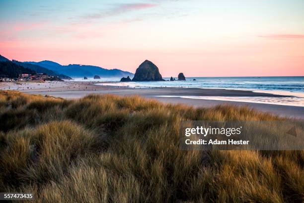 tall grass under sunset sky on cannon beach, oregon, united states - cannon beach imagens e fotografias de stock