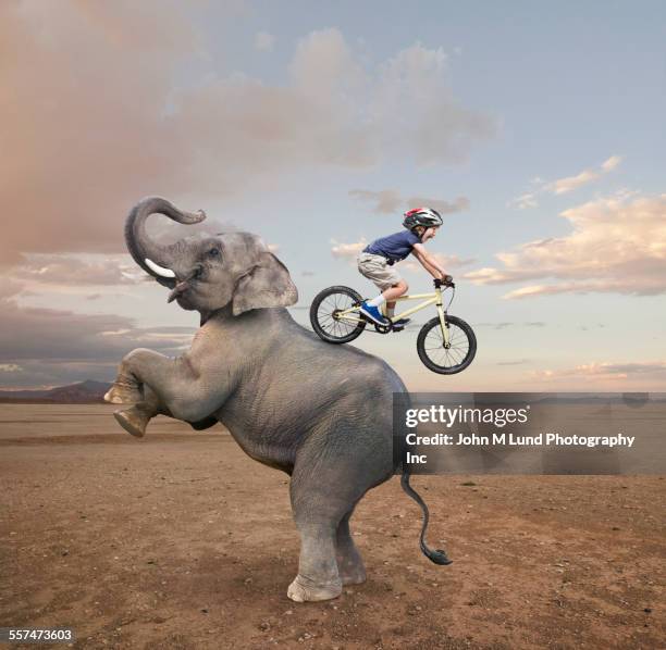 caucasian boy riding mountain bike on back of elephant - sólo niños varones fotografías e imágenes de stock