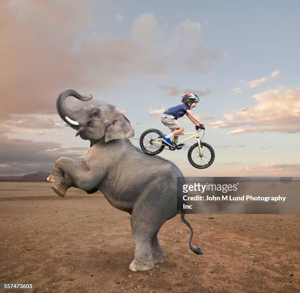 caucasian boy riding mountain bike on back of elephant - stunt performer bildbanksfoton och bilder