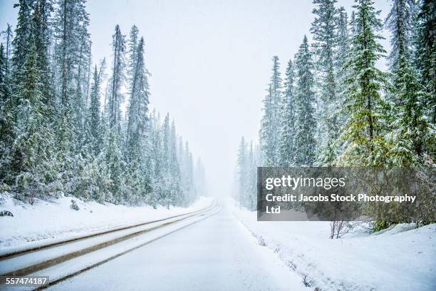 plowed road in snowy forest - winterdienst stockfoto's en -beelden