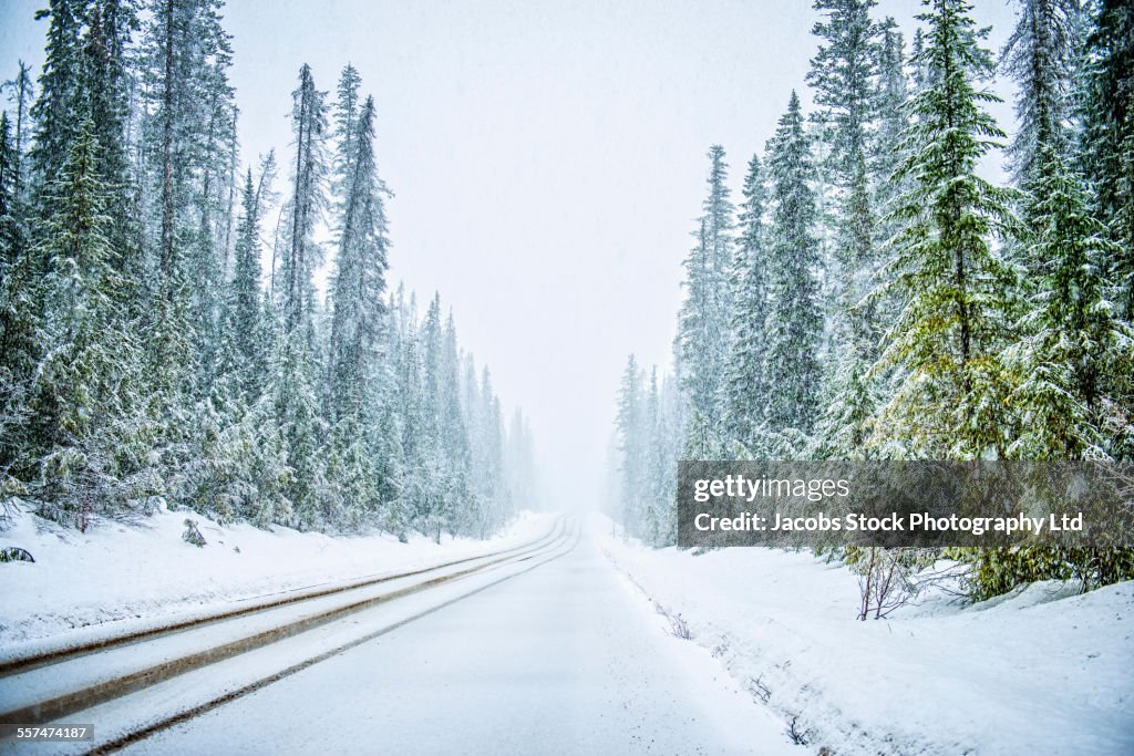Plowed road in snowy forest