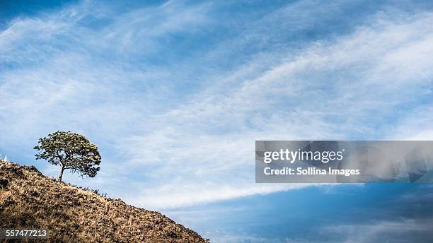 tree growing on hillside under cloudy blue sky - guadalajara mexiko stock-fotos und bilder