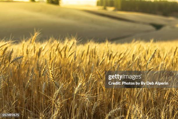 amber waves of grain - amber waves of grain stock pictures, royalty-free photos & images