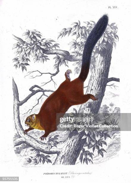 Flying squirrel of Java. Engraving of Annedouche and de Bar from J.C. Werner .