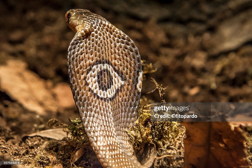 Cobra Snake