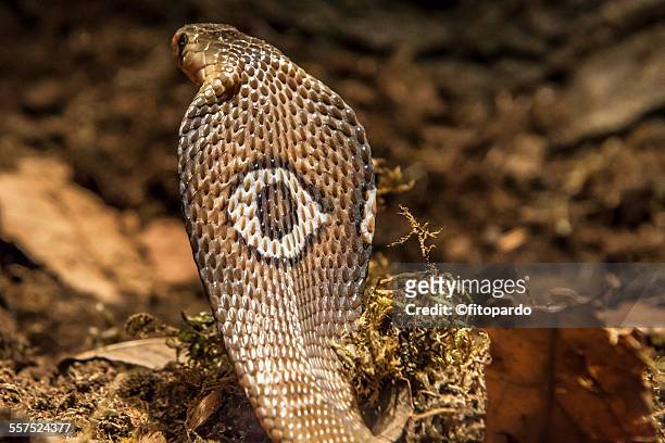cobra snake - cobra reale foto e immagini stock