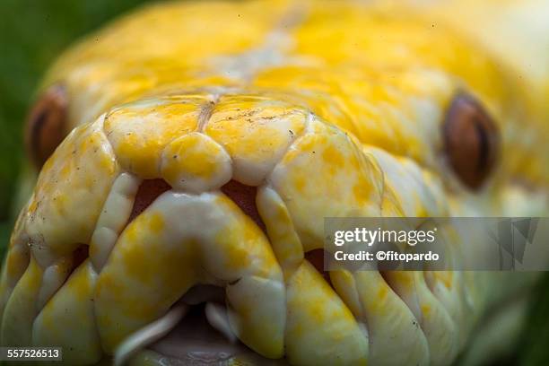 albino burmese pythons - yellow burmese python stock-fotos und bilder