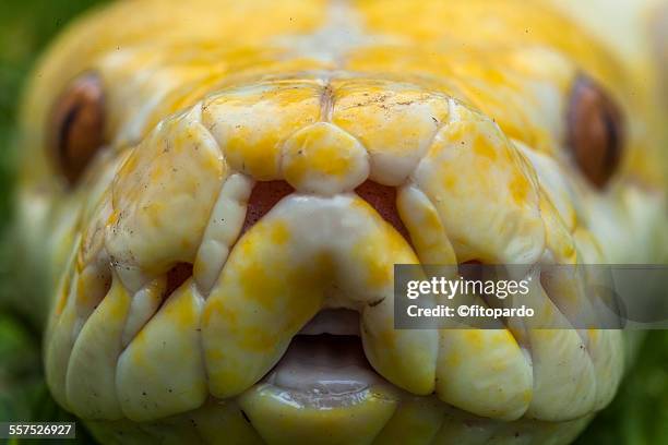 albino burmese pythons - yellow burmese python stock-fotos und bilder