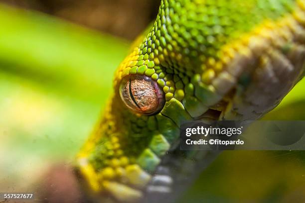 green tree phyton - yellow burmese python stock pictures, royalty-free photos & images