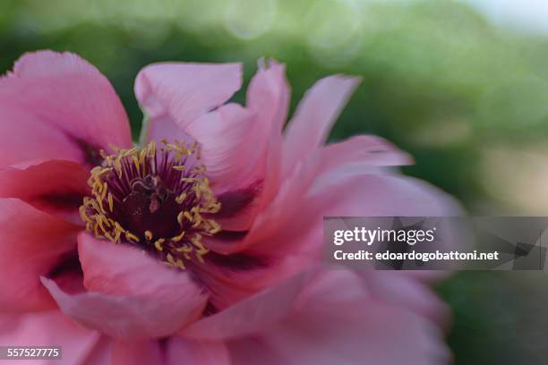 pink - edoardogobattoni stockfoto's en -beelden