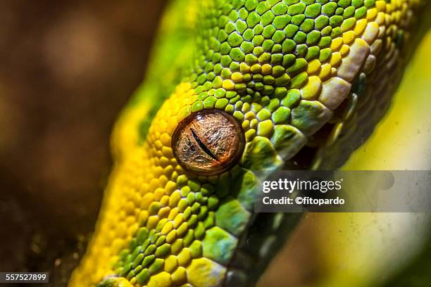 green tree phyton - yellow burmese python stock pictures, royalty-free photos & images