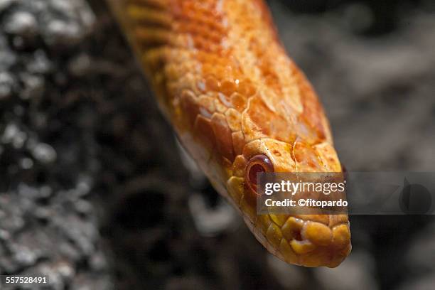 corn snake - corn snake stockfoto's en -beelden