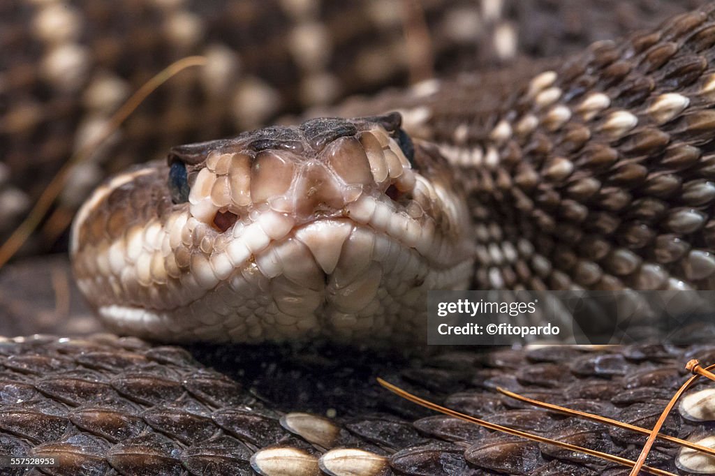 Mexican West Coast Rattlesnake